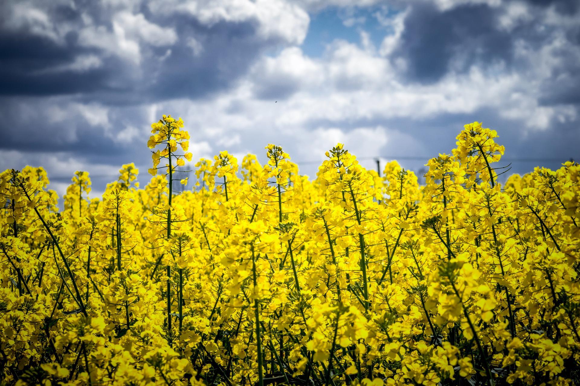 Canola crop pollination