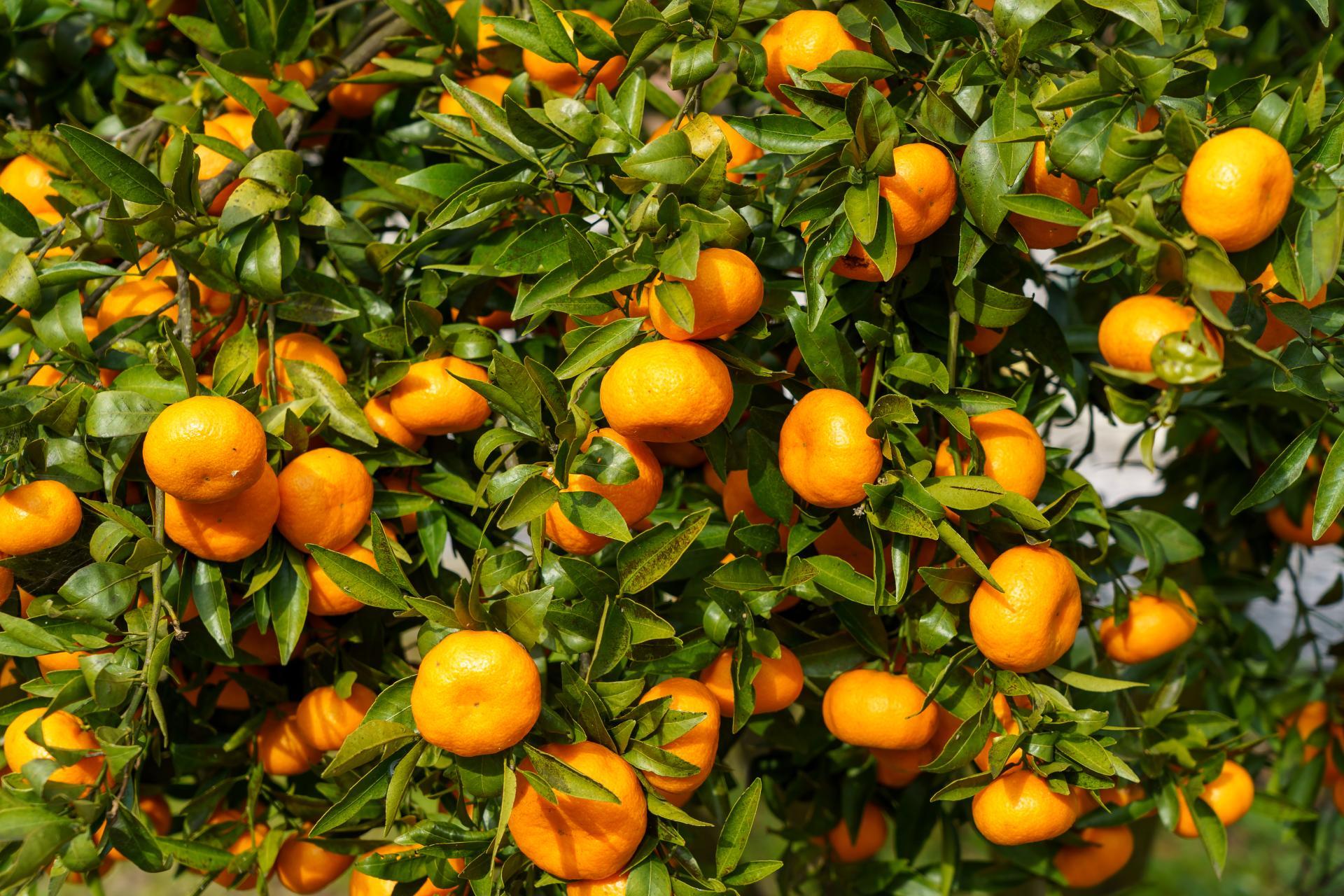 Citrus crop pollination