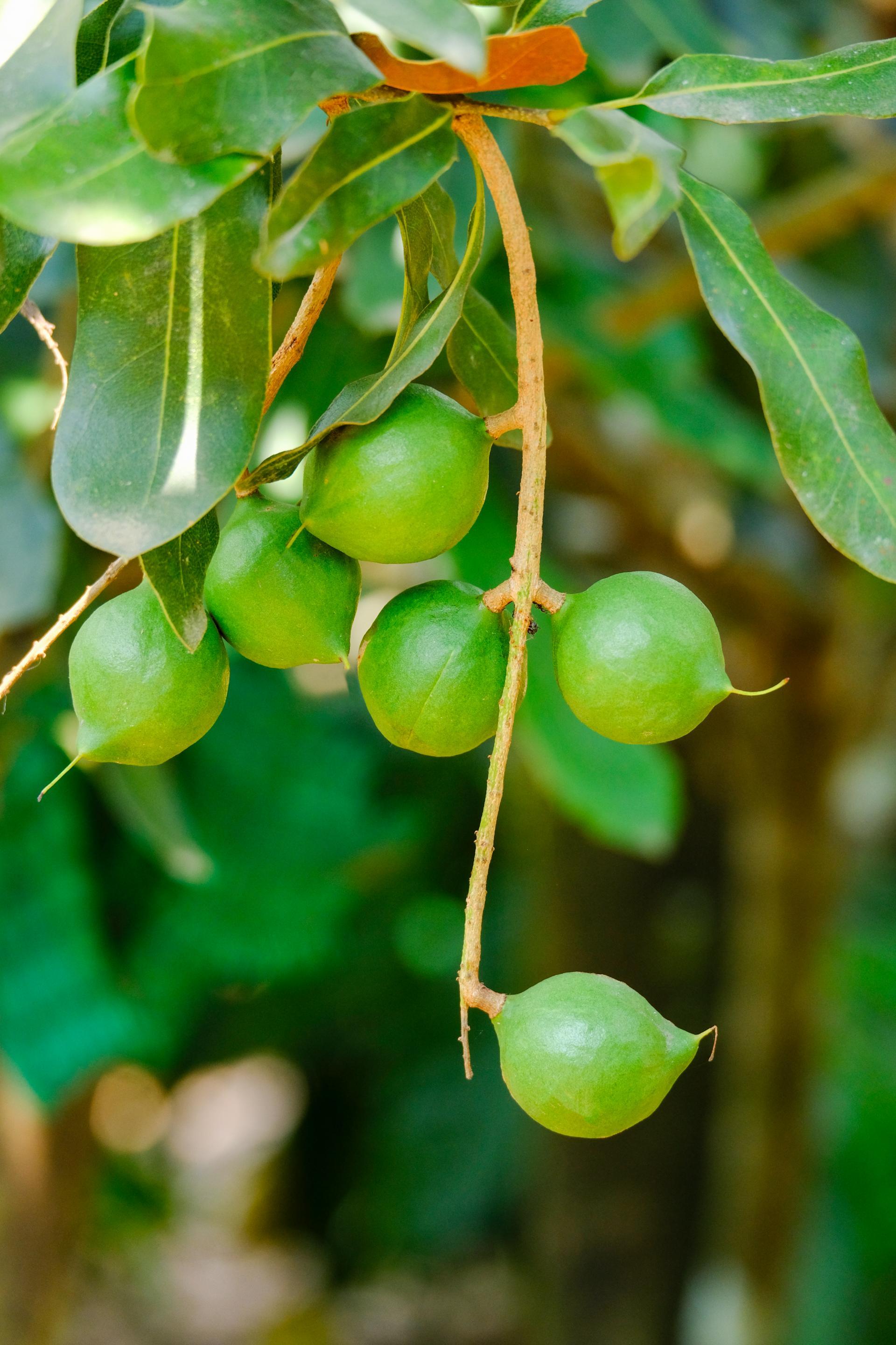 Macadamia Nuts crop pollination
